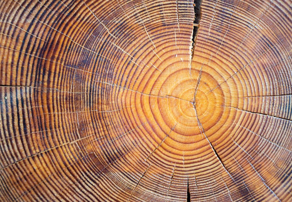 Cross-section of tree trunk showing concentric growth rings in golden brown tones