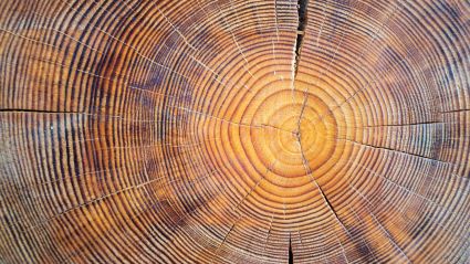 Cross-section of tree trunk showing concentric growth rings in golden brown tones